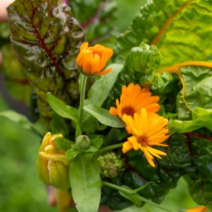 Vom Garten: Kräuter und Gemüse