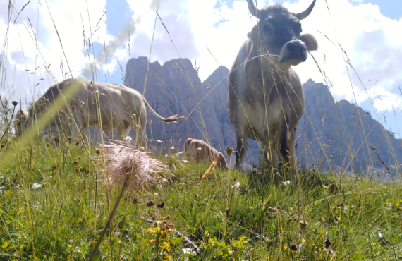 Hofführungen und Einblick in die biologische Viehhaltung